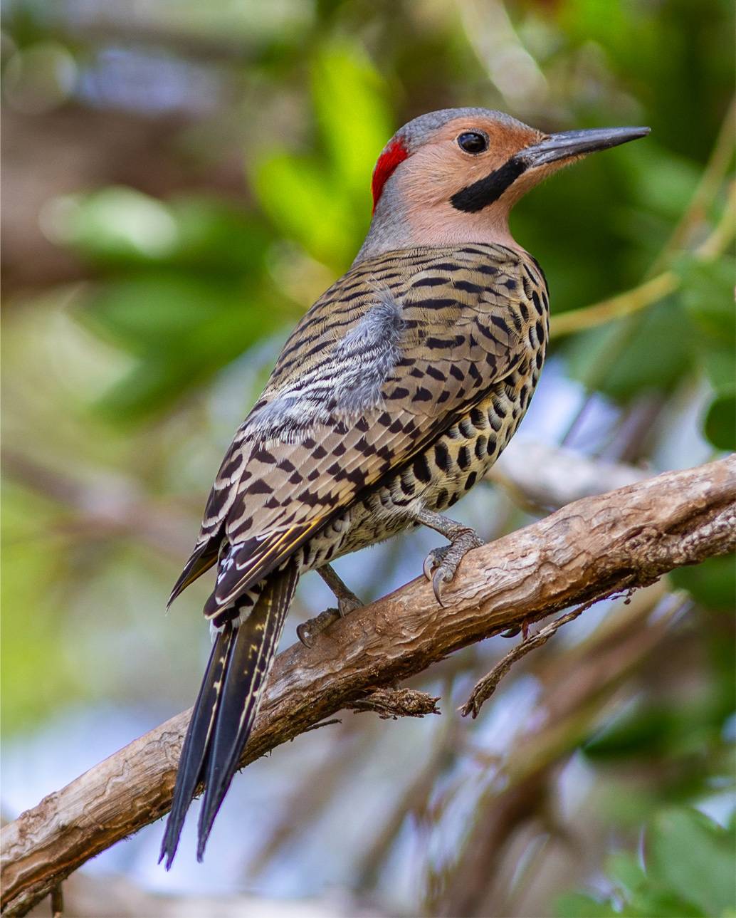 Northern flicker Northern flicker