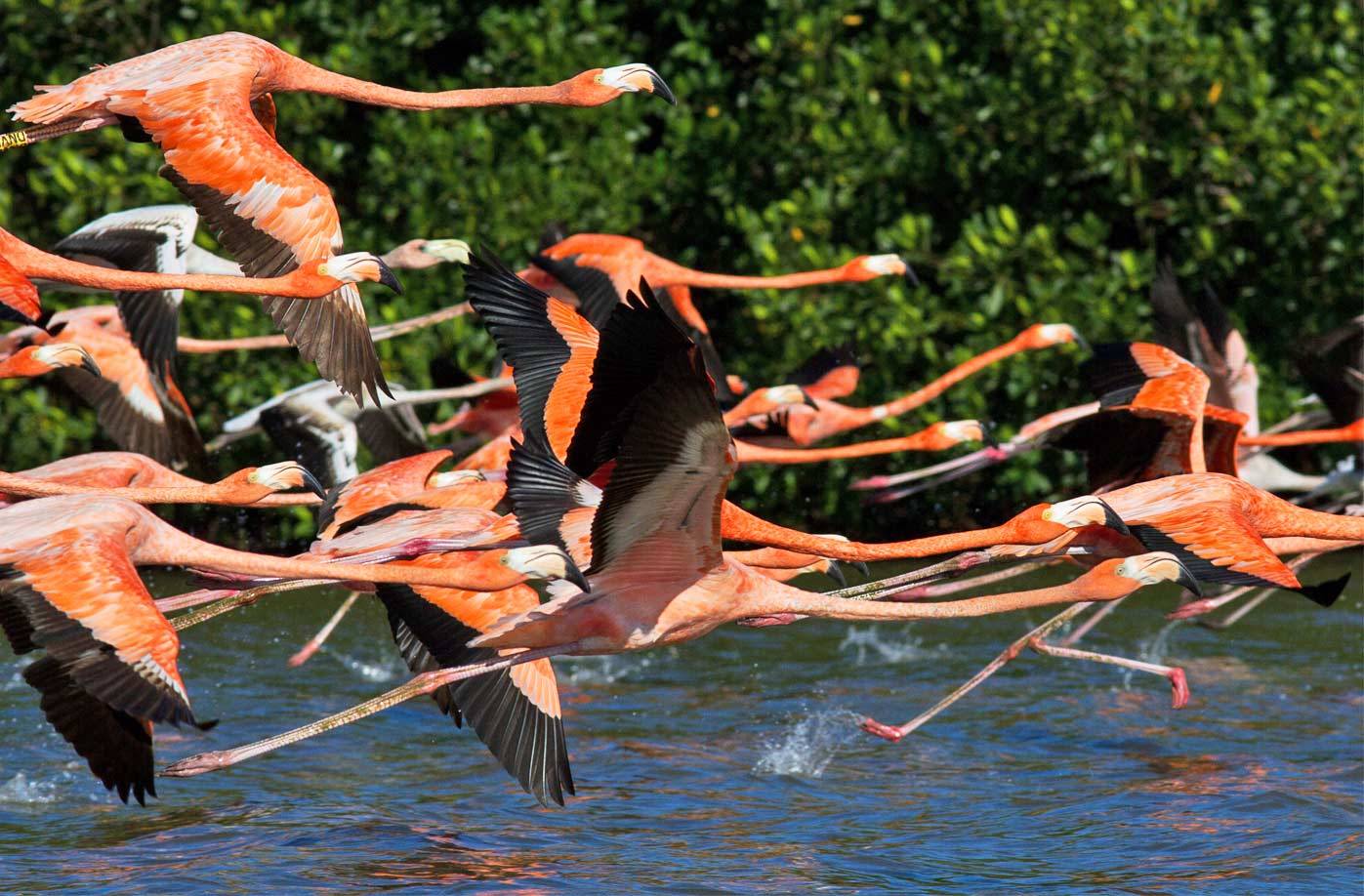 Pink Flamingoes (Phoenicopterus ruber) are not endemic to Cuba but are a spectacular sight in protected coastal areas of Cuba. Pink Flamingoes (Phoenicopterus ruber) are not endemic to Cuba but are a spectacular sight in protected coastal areas of Cuba.
