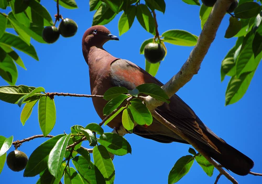 Plain pigeon Plain pigeon