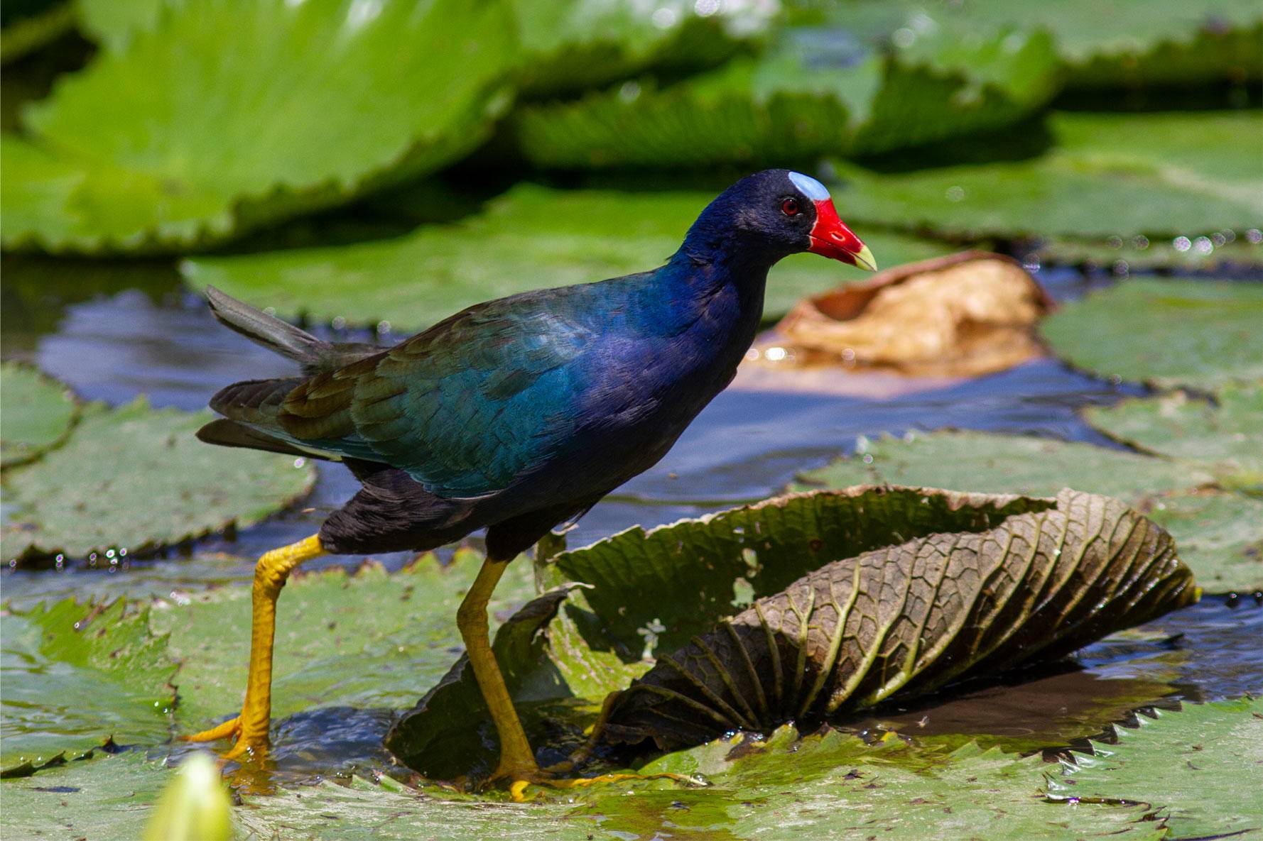 Purple gallinule Purple gallinule
