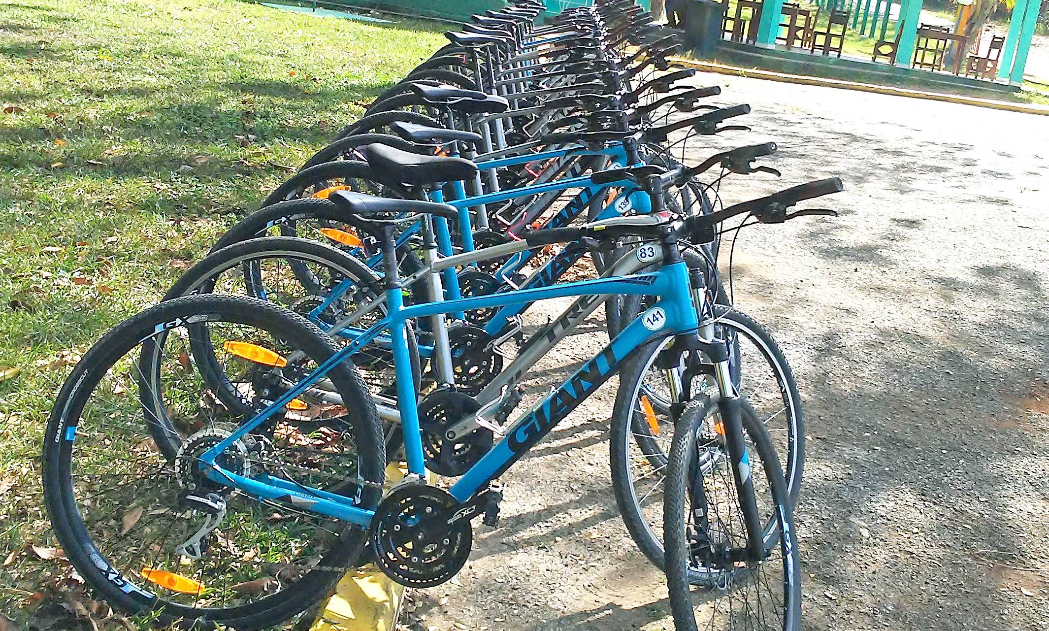 Row of blue Giant Brand bikes Row of blue Giant Brand bikes