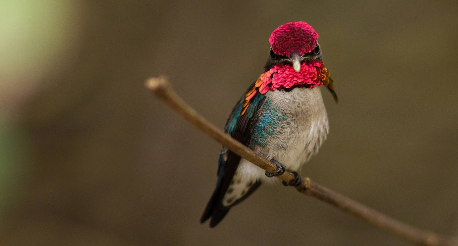 The Bee Hummingbird, Mellisuga helenae, Cienaga de Zapata, Cuba The Bee Hummingbird, Mellisuga helenae, Cienaga de Zapata, Cuba