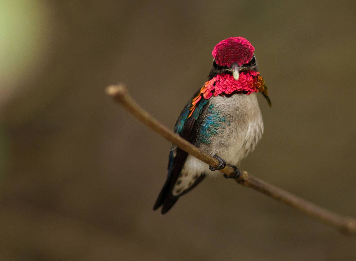 The Cuban Bee Hummingbird (Zunzuncito) The Cuban Bee Hummingbird (Zunzuncito)