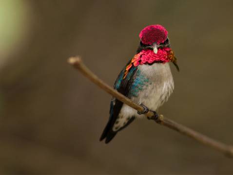 The Cuban Bee Hummingbird (Zunzuncito) The Cuban Bee Hummingbird (Zunzuncito)