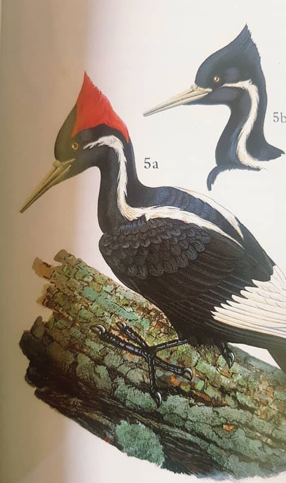 The Cuban Ivory-Billed Woodpecker (Carpintero Real) The Cuban Ivory-Billed Woodpecker (Carpintero Real)