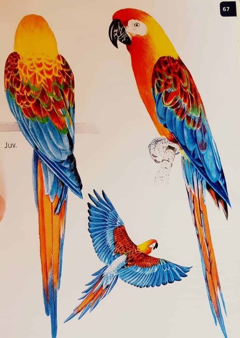 The Cuban Macaw (Ara tricolor) The Cuban Macaw (Ara tricolor)