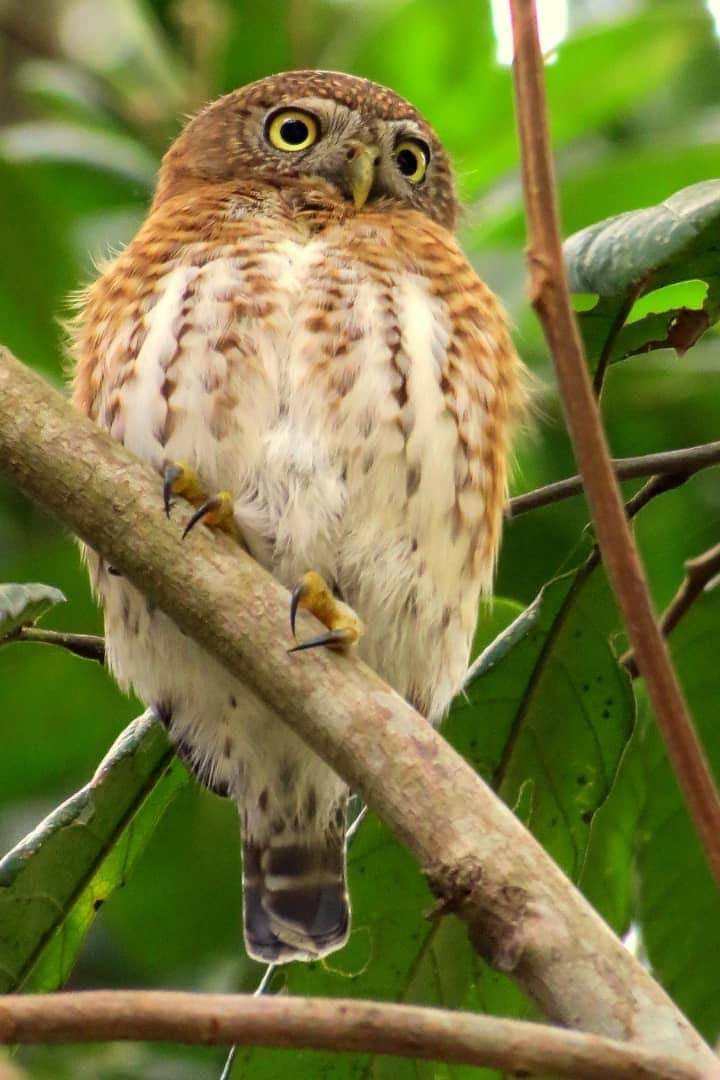 The Cuban Pygmy Owl (Siju Platanero) The Cuban Pygmy Owl (Siju Platanero)
