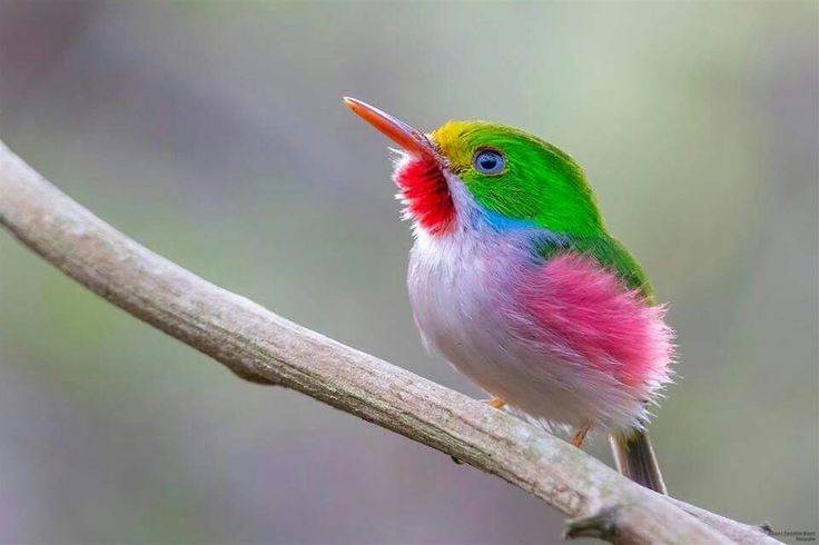 The Cuban Tody, or Cartacuba (Todus multicolor) The Cuban Tody, or Cartacuba (Todus multicolor)