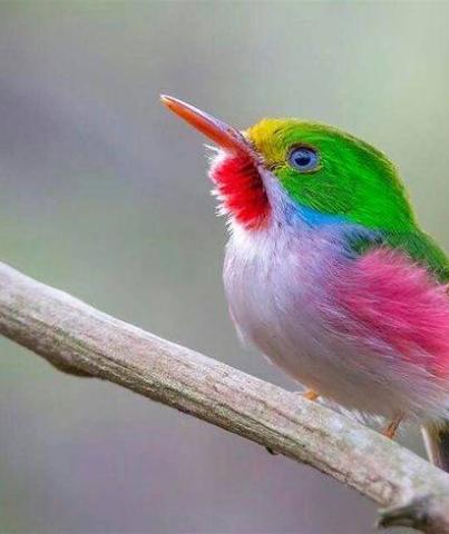 The Cuban Tody, or Cartacuba (Todus multicolor)