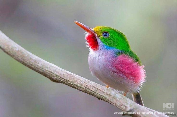 The Cuban Tody, or Cartacuba (Todus multicolor)
