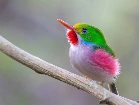The Cuban Tody, or Cartacuba (Todus multicolor) The Cuban Tody, or Cartacuba (Todus multicolor)