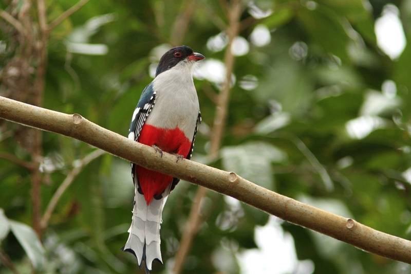 The Cuban Trogan, or Tocororo (Priotelus temnurus) is the national bird of Cuba The Cuban Trogan, or Tocororo (Priotelus temnurus) is the national bird of Cuba