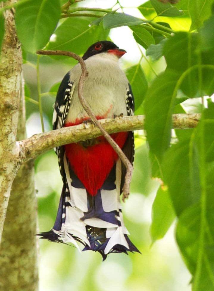 The Cuban Trogon, Tocororo closer The Cuban Trogon, Tocororo closer