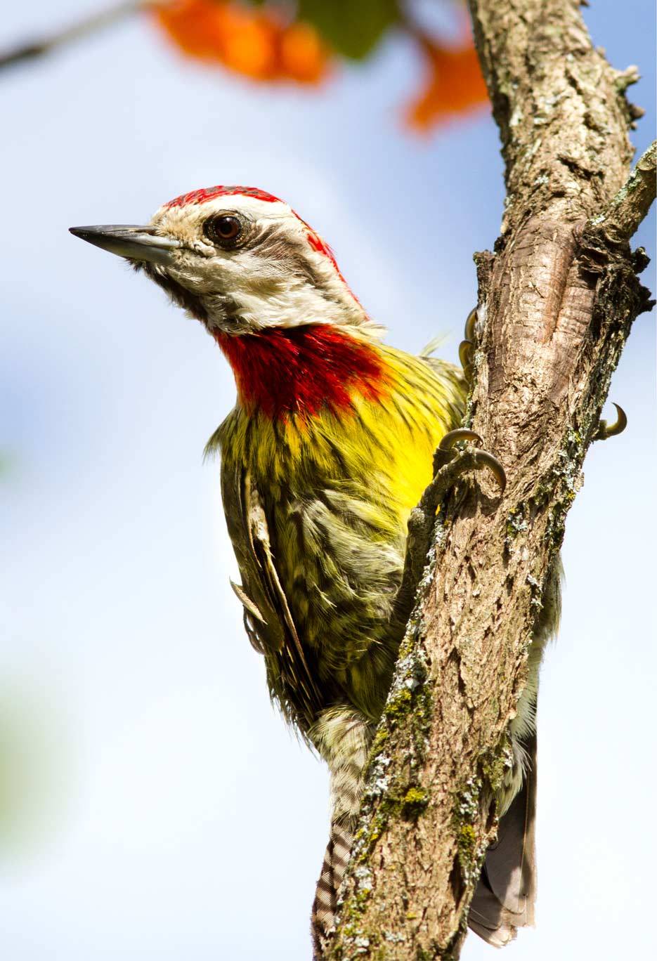 The Green Cuban Woodpecker (Xiphidiocipus percussus) The Green Cuban Woodpecker (Xiphidiocipus percussus)