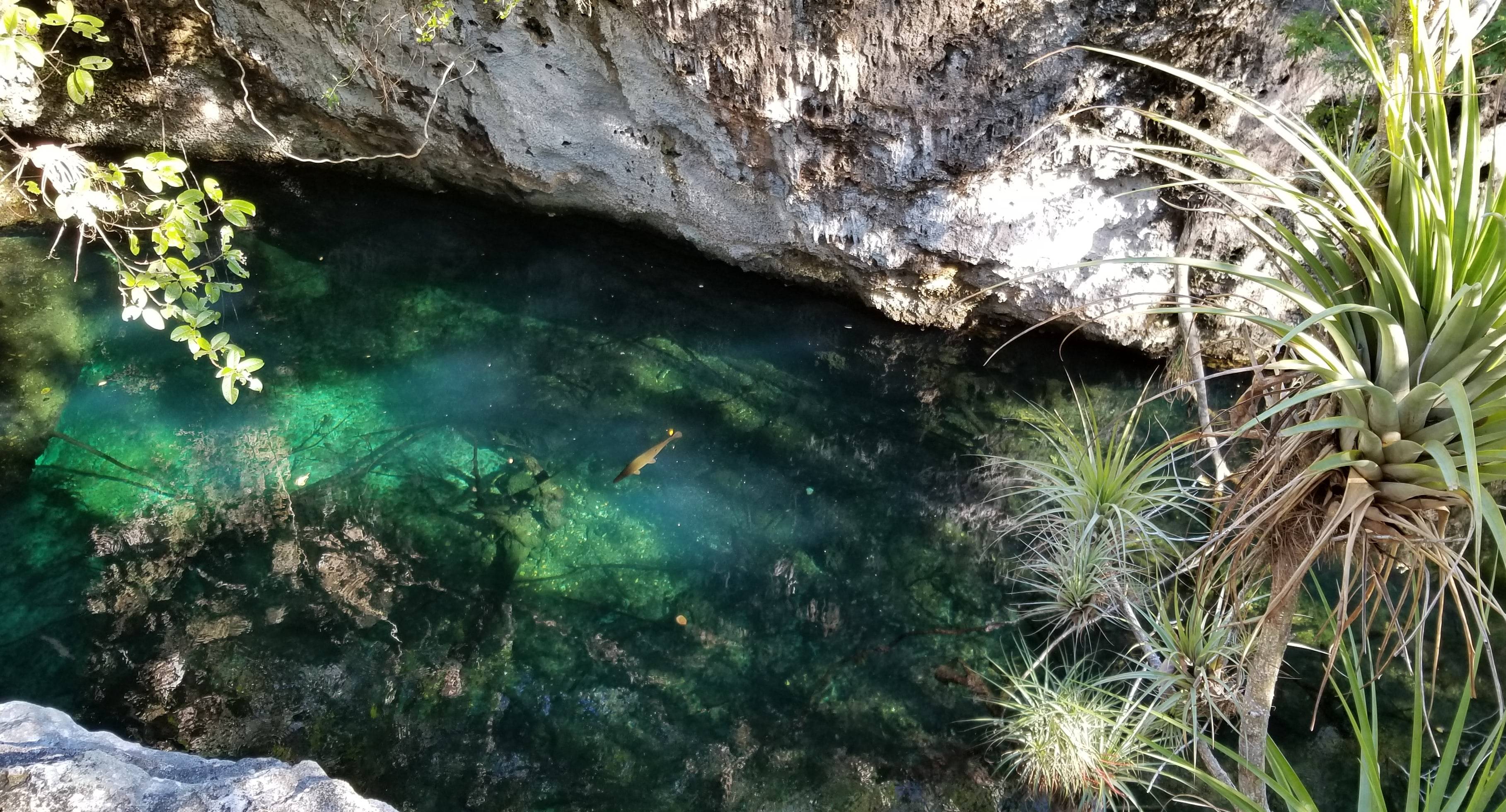 The manjuari fish is endemic to Cuba A manjuari fish in a cenote - Pay of Pigs, Cuba