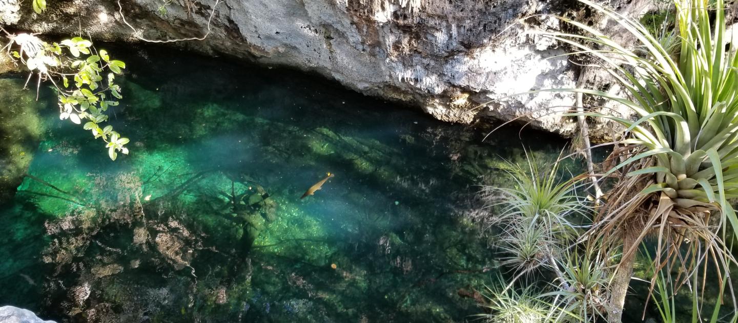 A manjuari fish in a cenote - Pay of Pigs, Cuba