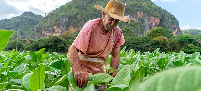 the mogotes of Vinales tobacco plantation