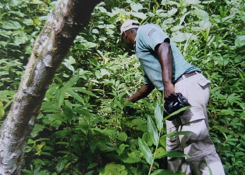 There are many options to enjoy nature in Topes Omar investigates a plant in a sea of green leaves