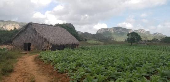 Tobacco field and traditional drying tobacco house in the Viñales Valley thatched building in a lush green field of tobacco leaves