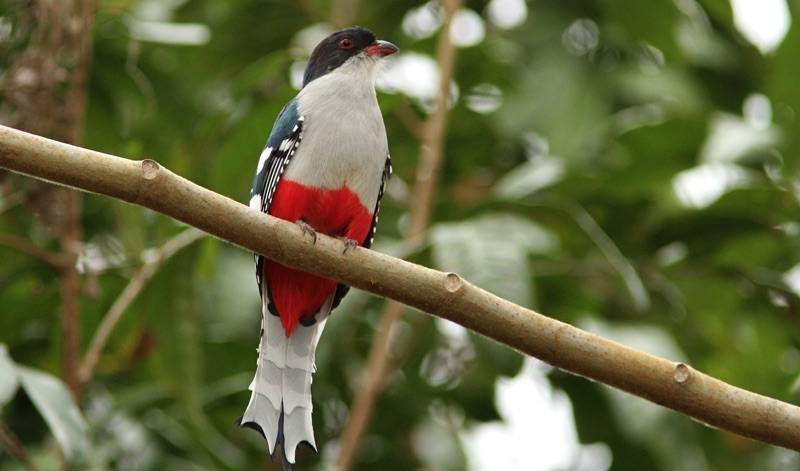 Tocororo Sierra del Rosario, Cuba Cuban Trogon, Tocororo, Priotelus temnurus, Sierra del Rosario, Cuba