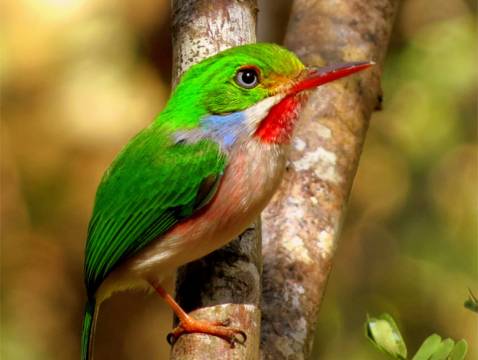 Tody - Birdwatching Tody - Birdwatching
