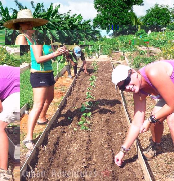 Viñales local organic farm Viñales local organic farm