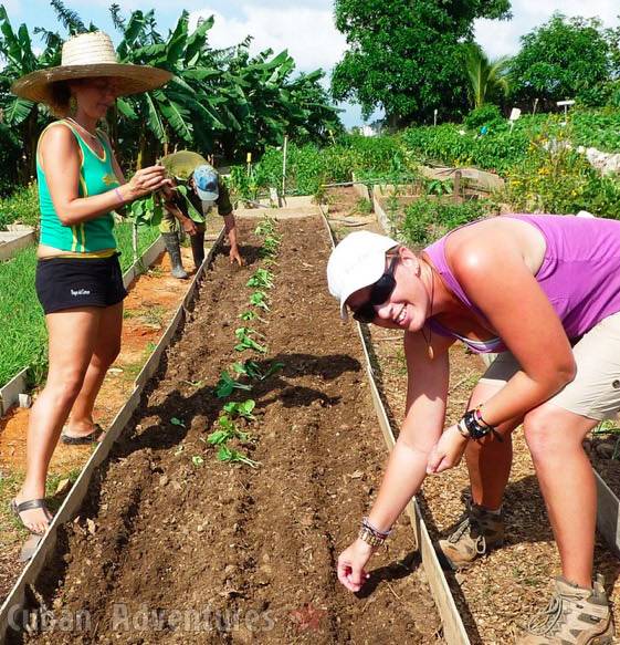Viñales local organic farm Viñales local organic farm