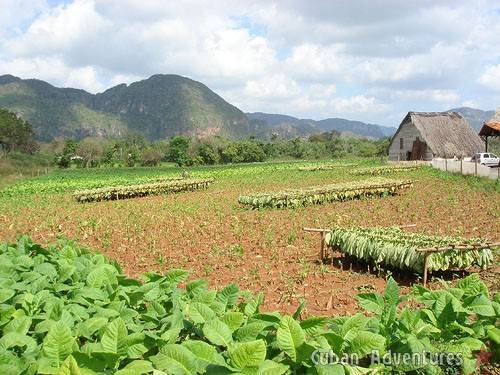 Viñales Tobacco Viñales Tobacco