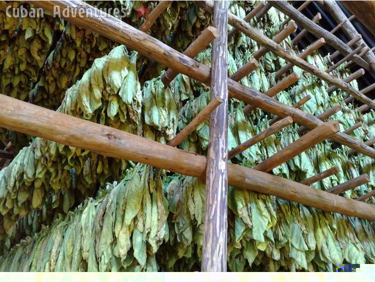 Viñales Tobacco Viñales Tobacco