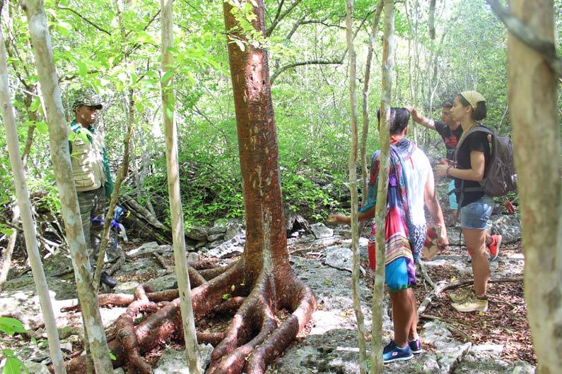 Walking in the forest in the Bay of Pigs, Cuba Walking in the forest in the Bay of Pigs, Cuba