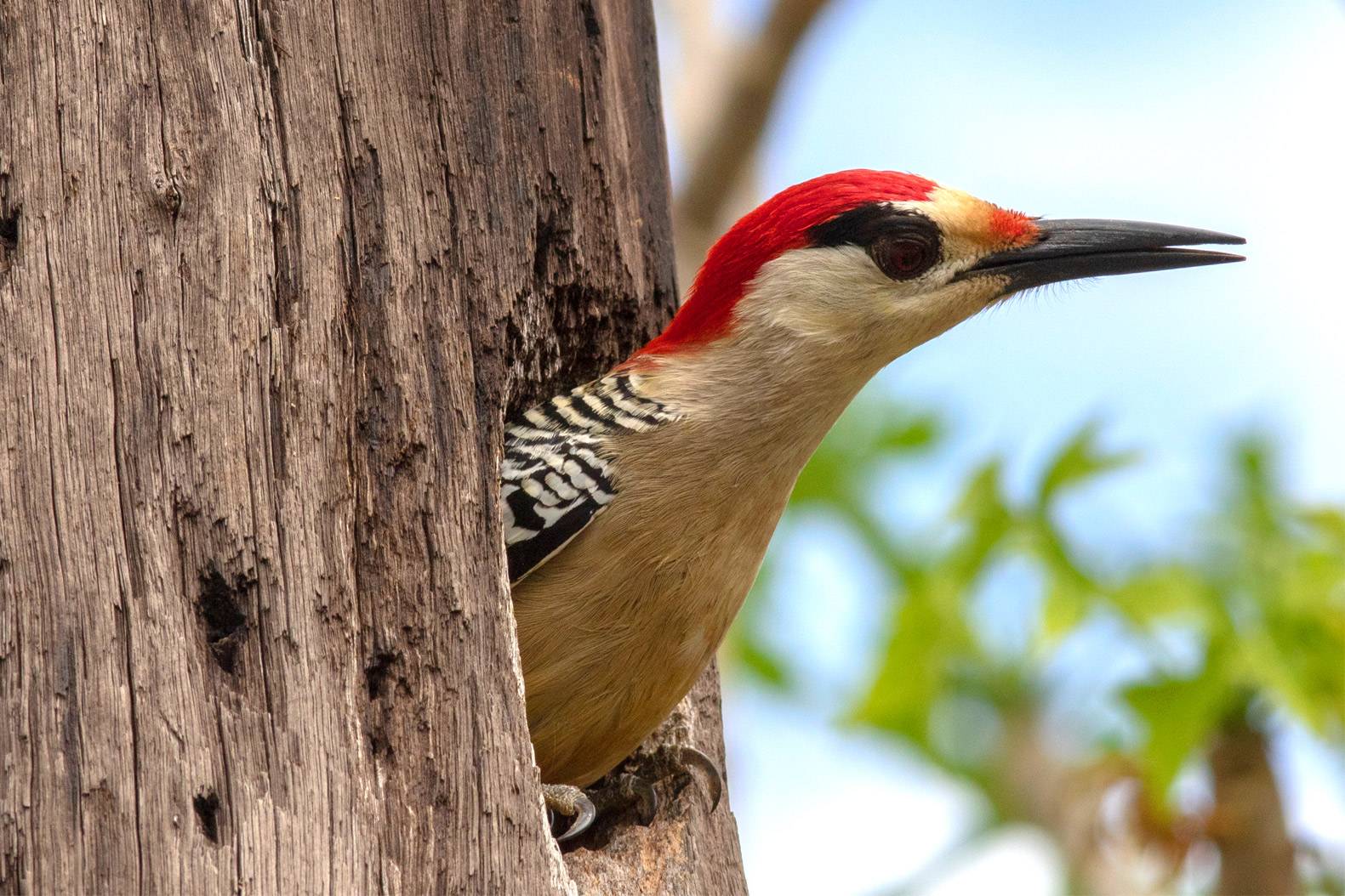 West indian woodpecker West indian woodpecker