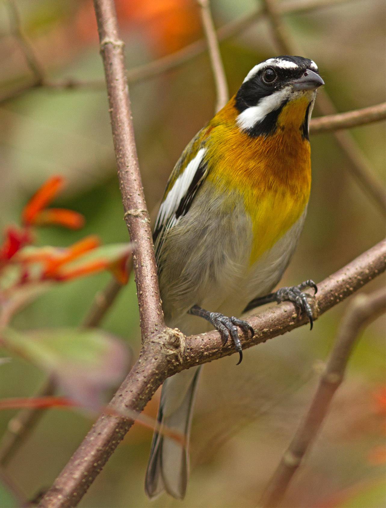 Western spindalis Western spindalis