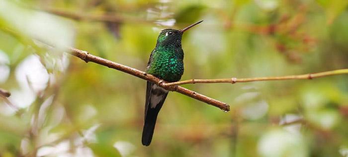 why this birder loves