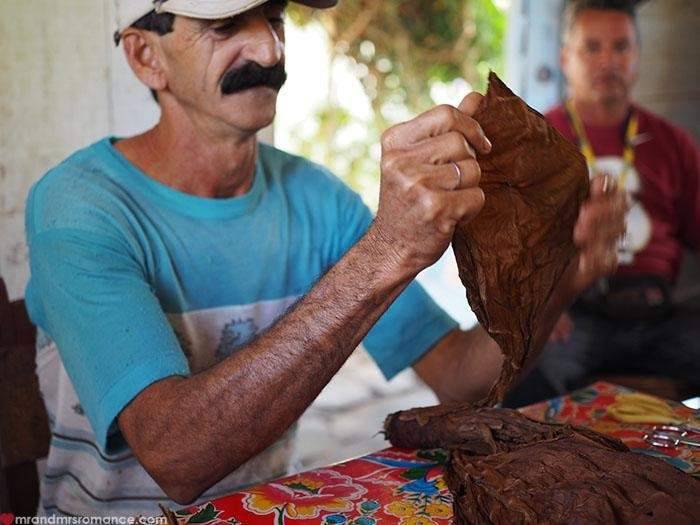 Work in Tobacco Farm